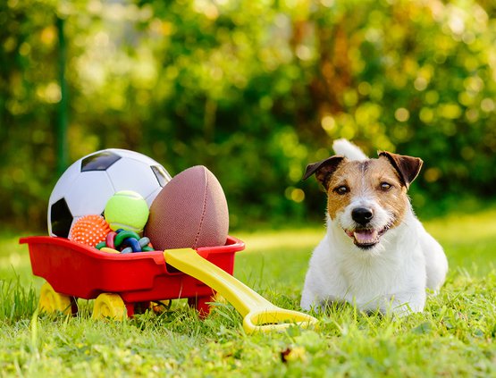 Dog with hoard of toys in cart inviting you to play